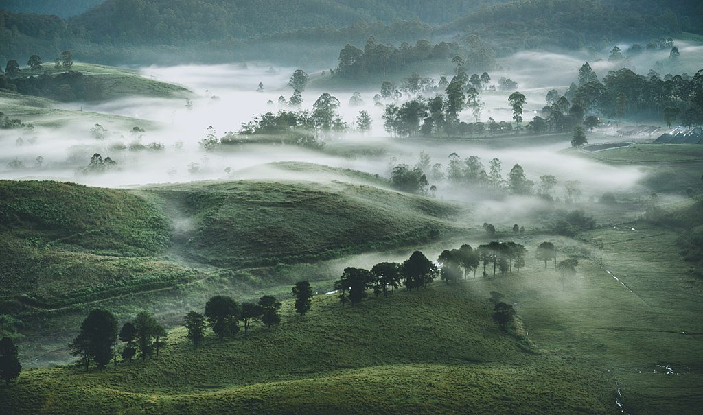 Misty Forest Openings