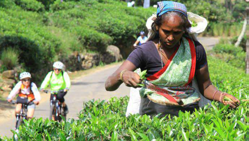 Tea Plucking Culture